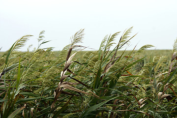 Image showing Sea Oats