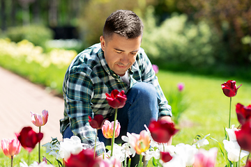 Image showing middle-aged man taking care of flowers at garden