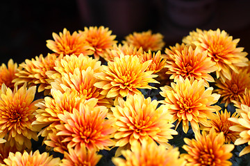 Image showing Bright chrysanthemum