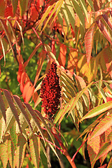 Image showing Sumac