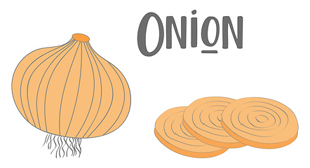 Image showing Drawing of a whole onion and three slices of onion vector or col