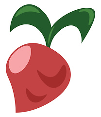 Image showing A fresh radish vector or color illustration