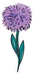 Image showing Purple aster flower illustration color vector on white backgroun