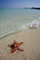 Image showing Starfish on Tropical Beach