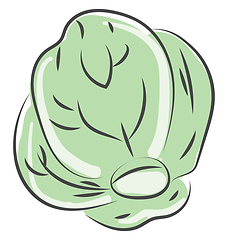 Image showing organic cabbage vector or color illustration