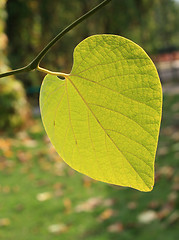 Image showing Heart-shaped leaf