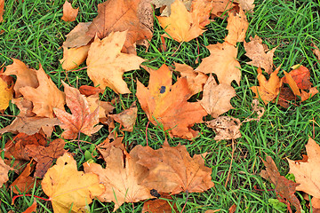 Image showing Fallen leaves