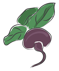 Image showing Fresh beetroot vector or color illustration