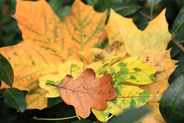 Image showing Leaves