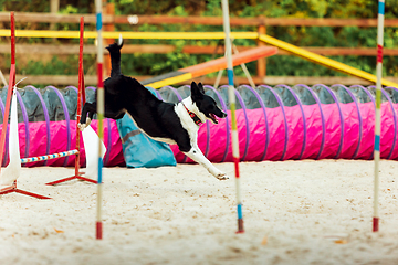 Image showing Sportive dog performing during the show in competition