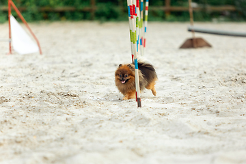 Image showing Little cute Spitz dog performing during the show in competition