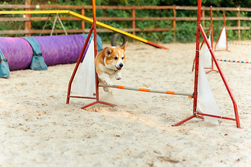 Image showing Little cute Corgi dog performing during the show in competition