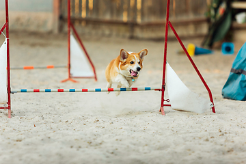 Image showing Little cute Corgi dog performing during the show in competition