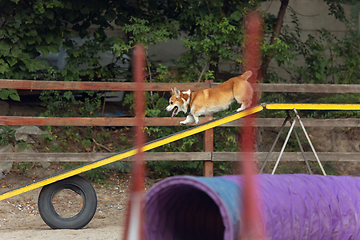 Image showing Little cute Corgi dog performing during the show in competition