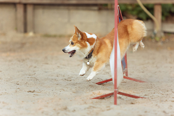 Image showing Little cute Corgi dog performing during the show in competition