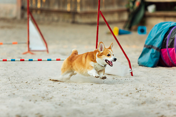 Image showing Little cute Corgi dog performing during the show in competition