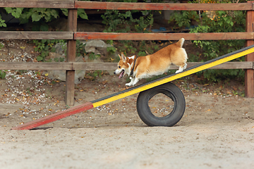 Image showing Little cute Corgi dog performing during the show in competition