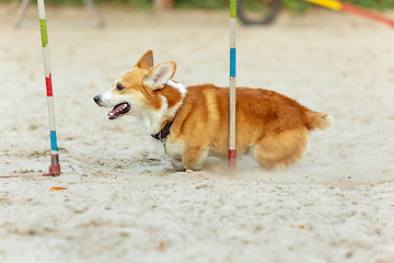 Image showing Little cute Corgi dog performing during the show in competition