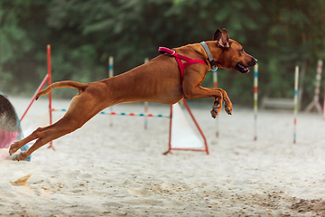 Image showing Sportive dog performing during the show in competition