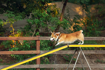 Image showing Little cute Corgi dog performing during the show in competition