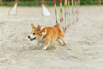 Image showing Little cute Corgi dog performing during the show in competition