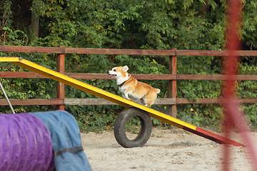 Image showing Little cute Corgi dog performing during the show in competition