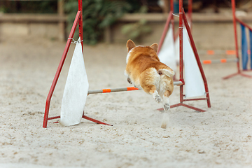 Image showing Little cute Corgi dog performing during the show in competition