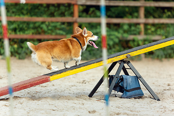 Image showing Little cute Corgi dog performing during the show in competition