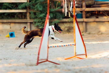 Image showing Sportive dog performing during the show in competition