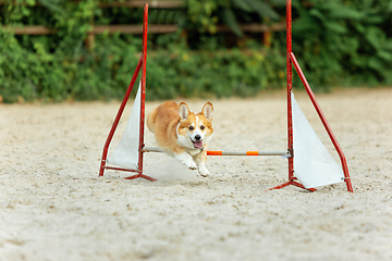 Image showing Little cute Corgi dog performing during the show in competition