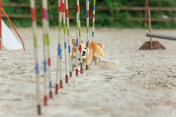 Image showing Little cute Corgi dog performing during the show in competition