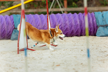 Image showing Little cute Corgi dog performing during the show in competition