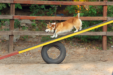 Image showing Little cute Corgi dog performing during the show in competition