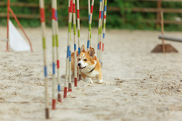 Image showing Little cute Corgi dog performing during the show in competition