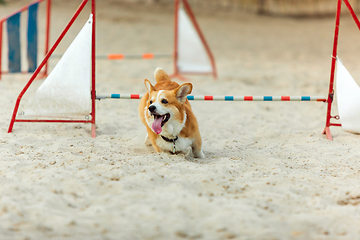 Image showing Little cute Corgi dog performing during the show in competition