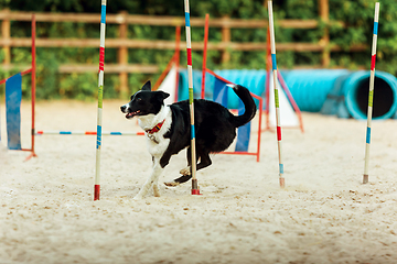 Image showing Sportive dog performing during the show in competition