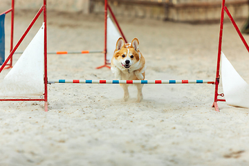 Image showing Little cute Corgi dog performing during the show in competition