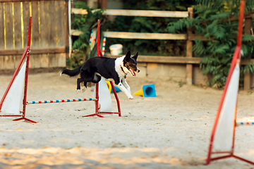 Image showing Sportive dog performing during the show in competition