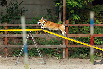 Image showing Little cute Corgi dog performing during the show in competition