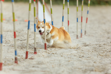 Image showing Little cute Corgi dog performing during the show in competition