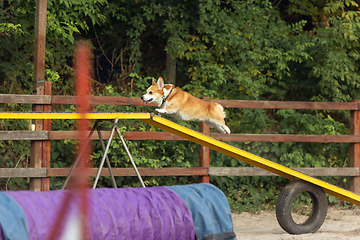 Image showing Little cute Corgi dog performing during the show in competition