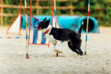 Image showing Sportive dog performing during the show in competition