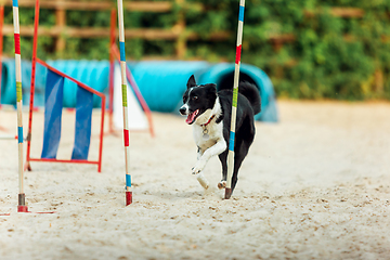 Image showing Sportive dog performing during the show in competition