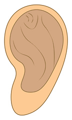 Image showing Ear anatomy of the human sense of organ used for hearing vector 