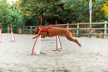 Image showing Sportive dog performing during the show in competition