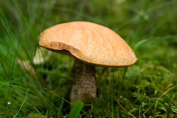 Image showing porcini mushroom growing in forest