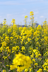 Image showing blooming yellow rape detail