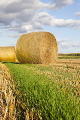 Image showing dried golden straw