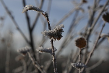 Image showing Ice, in the morning