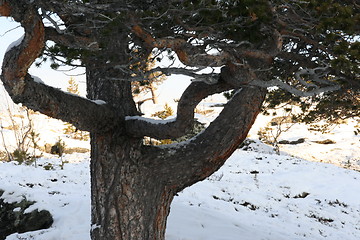 Image showing tree in wintertime